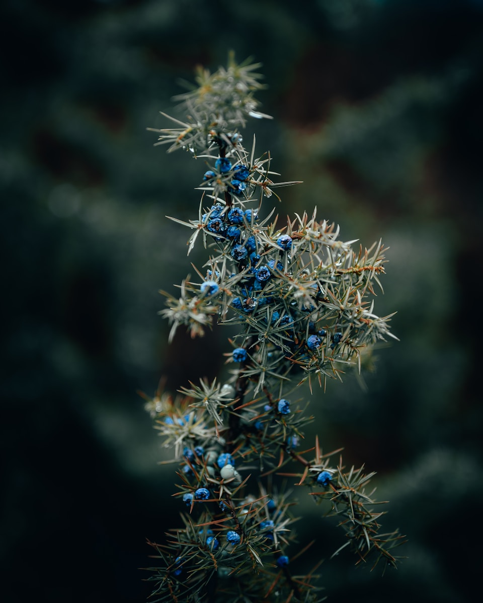 blue and white flower in tilt shift lens